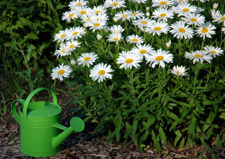 Caractéristiques de prendre soin d'un onguy dans le jardin