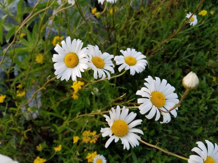 Marguerite