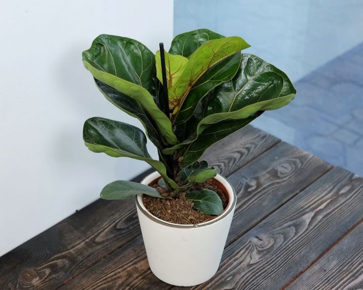 Top dressing Ficus lyrata