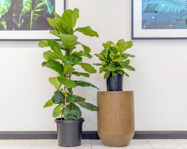 Règles brèves pour la culture de la lyre ficus