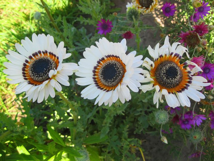 Planter et entretenir Venidium en extérieur