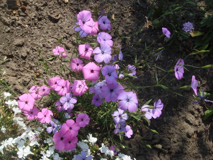 Planter des viscarias en pleine terre