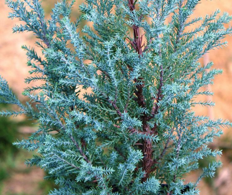 Lawson Cypress Blue Surprise