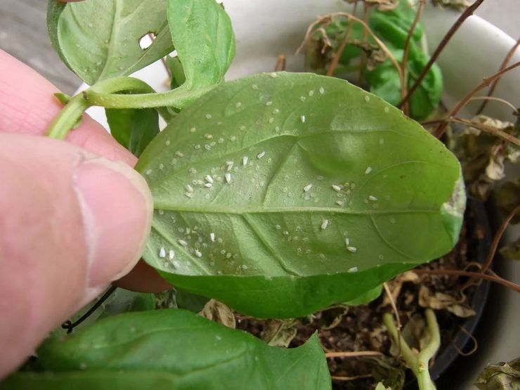 Mouche blanche sur les plantes d'intérieur