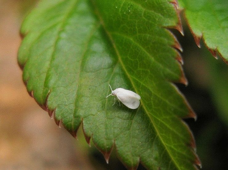 Mouche blanche sur les framboises