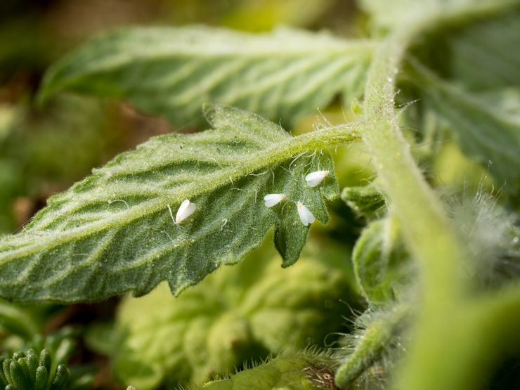 Mouche blanche sur les tomates