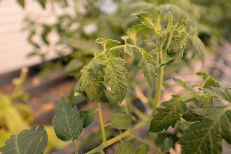 Mouche blanche sur les tomates dans une serre