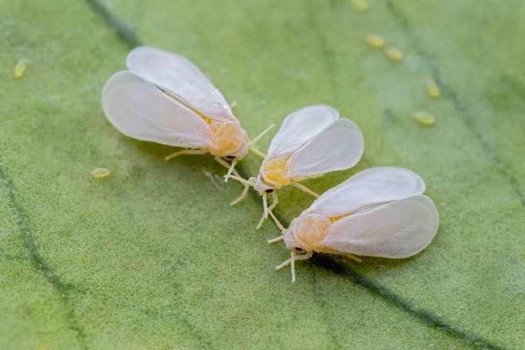 Espèces d'aleurodes