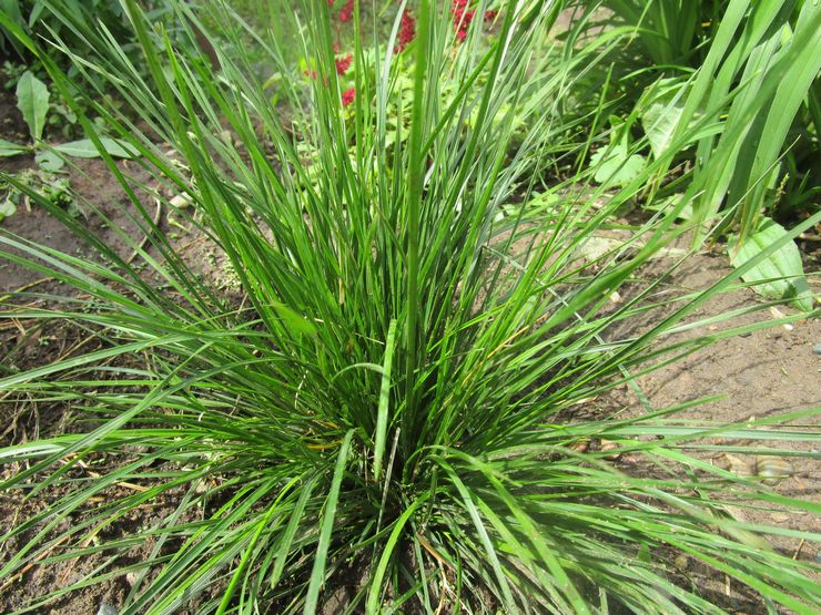 Planter du roseau en plein champ