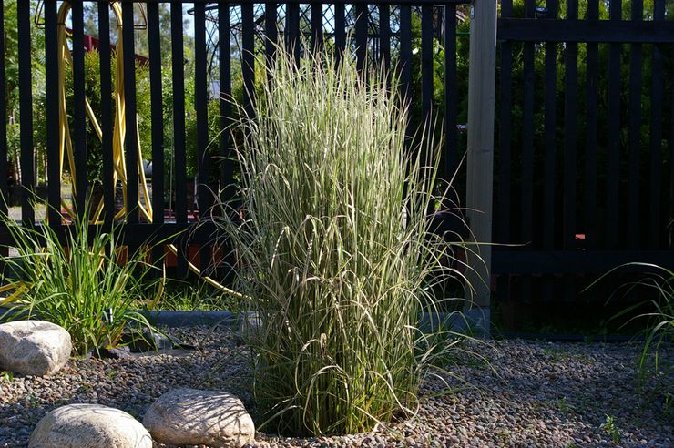 Cultiver de l'herbe de roseau dans le jardin