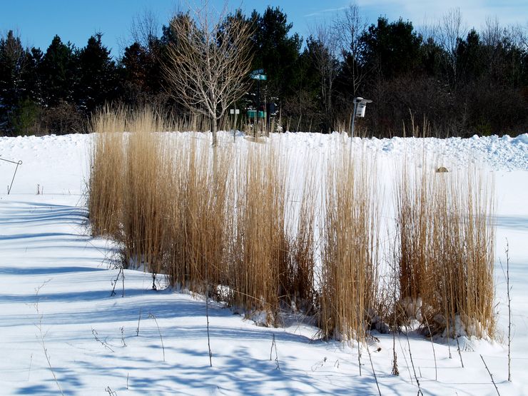 Entretien des roselières d'hiver