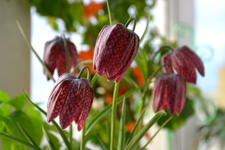 Grouse Eufritillaria