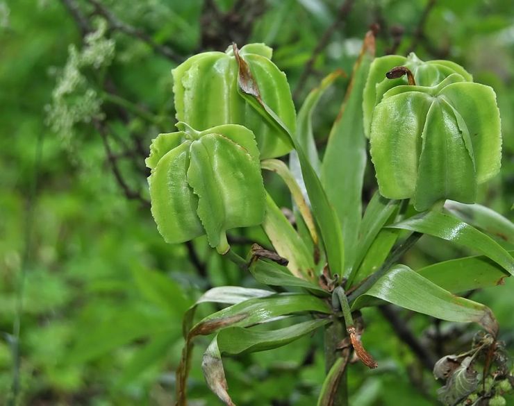 Gélinotte après la floraison