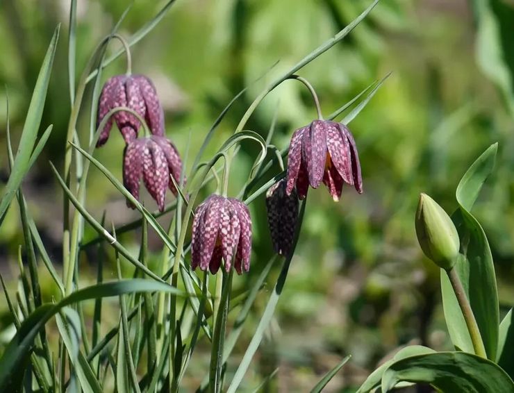 Soins des tétras dans le jardin