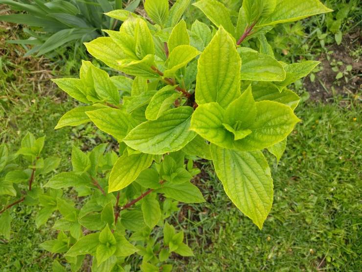 Chlorose de l'hortensia