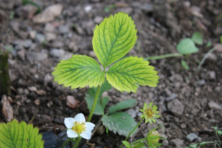 Chlorose des fraises