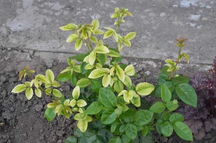 Rosiers avec chlorose