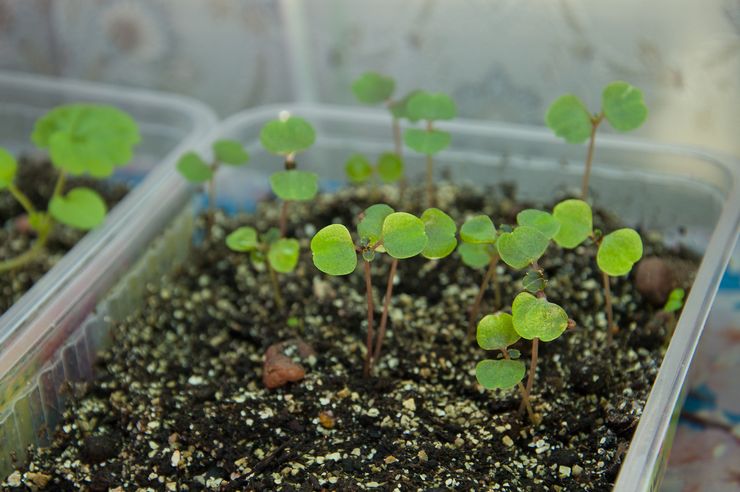 Méthodes de propagation du baume de Waller