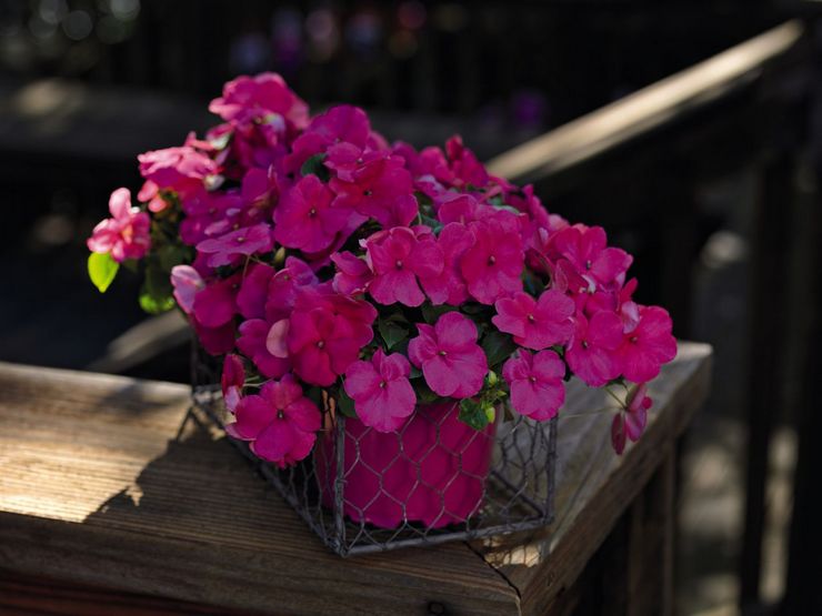 Baumier de Waller (Impatiens walleriana)