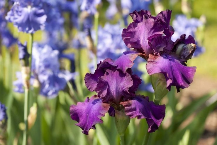 Iris barbus