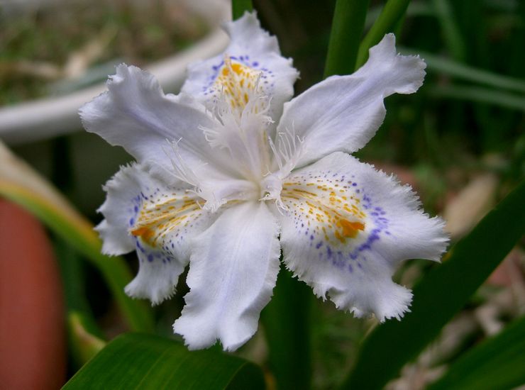 Iris japonais