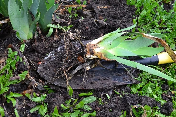 Quand transplanter des iris