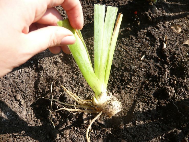 Planter des iris au printemps