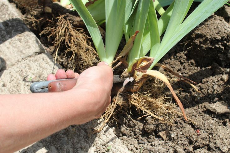 Iris après la floraison