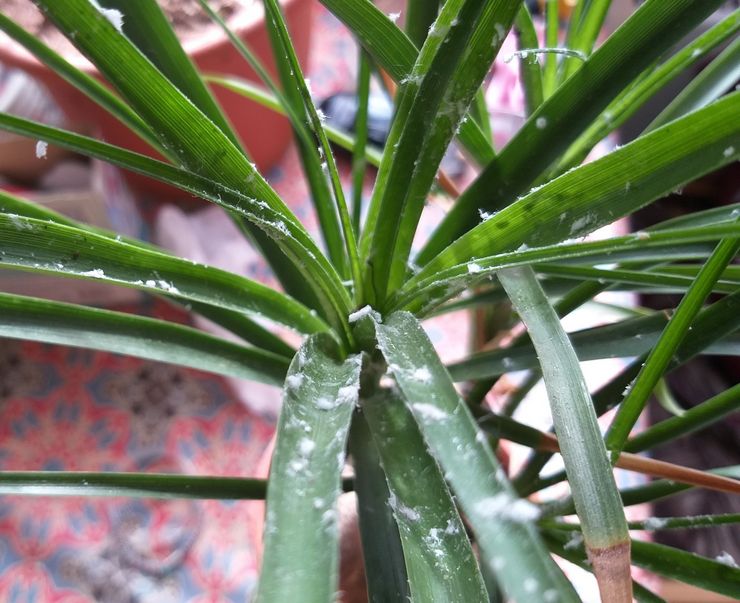 Cochenille sur Dracaena