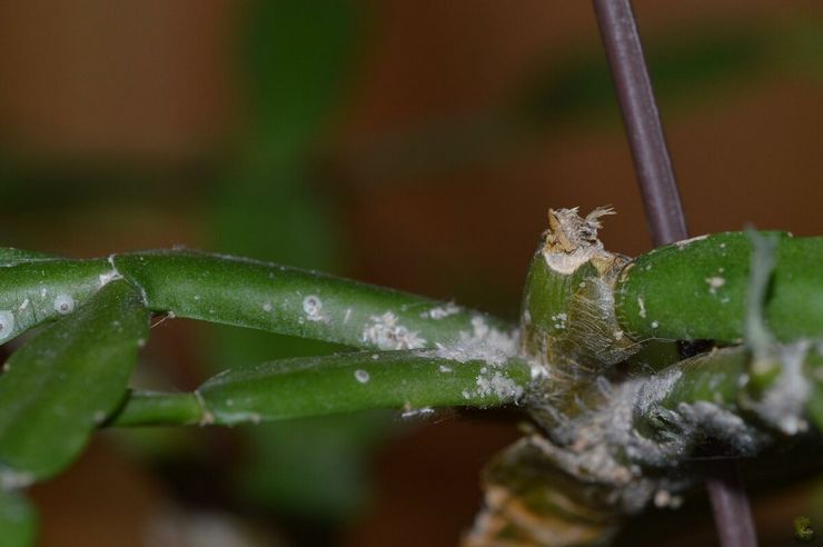 Cochenille sur les cactus