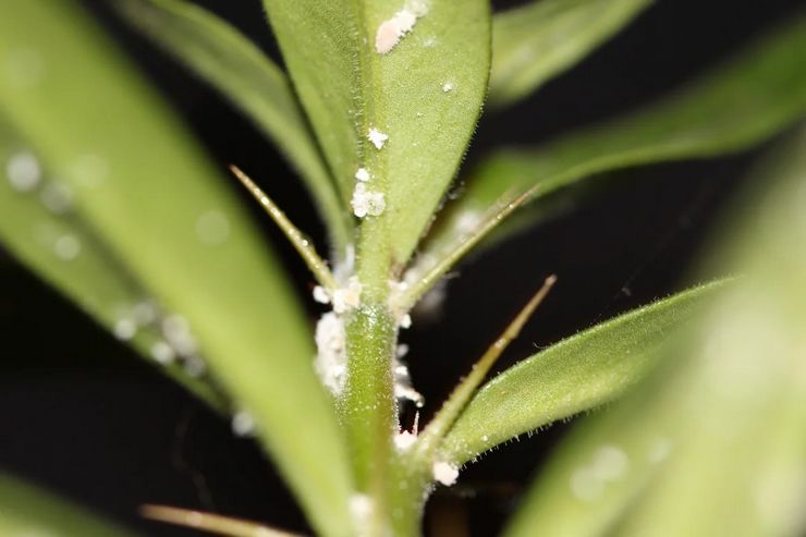 Cochenille sur les orchidées