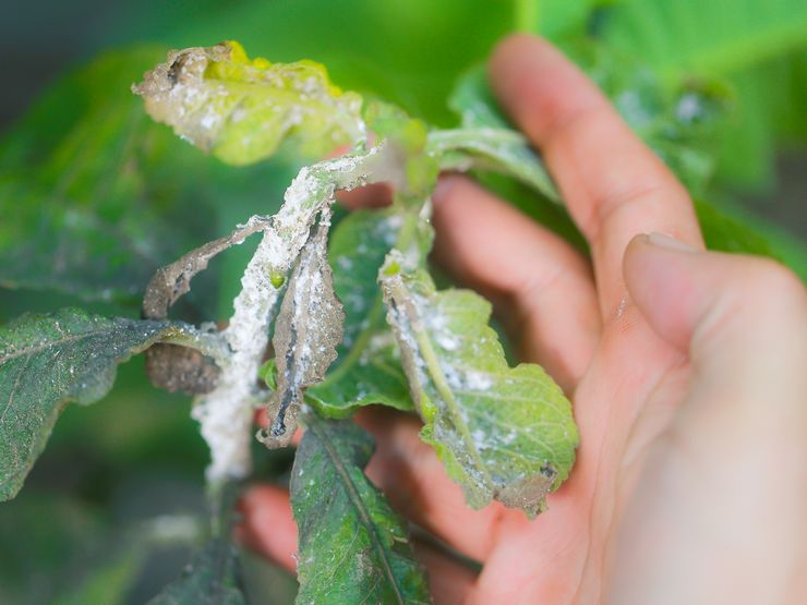 Cochenille sur les plantes de jardin