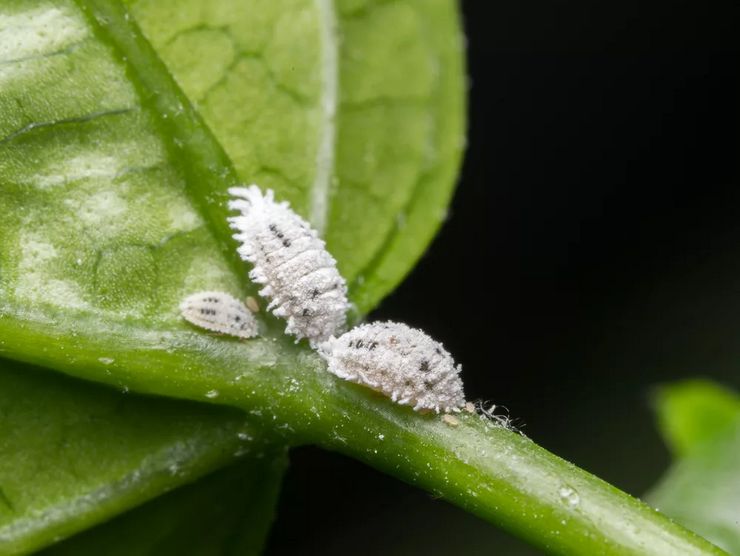 Cochenille