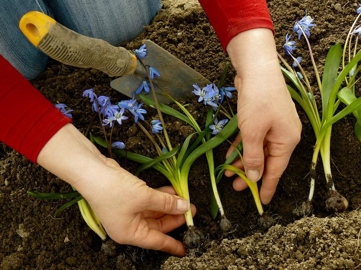 Planter des bois en pleine terre