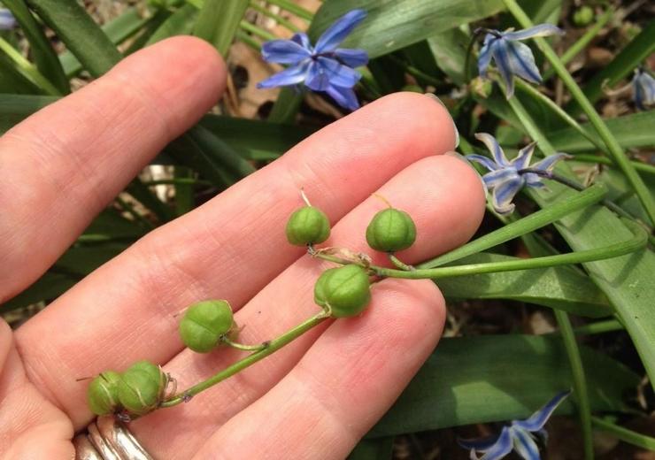 Pétoncle après la floraison