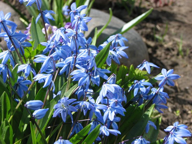 Entretien du jardin