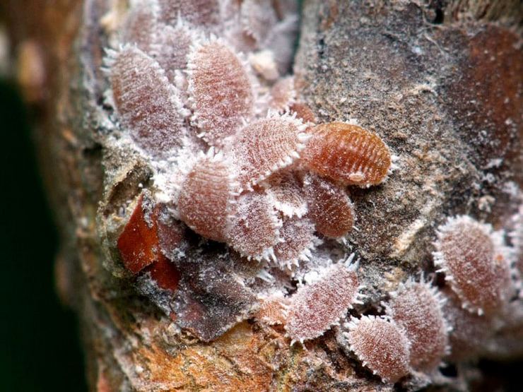 Cochenille du bord de mer