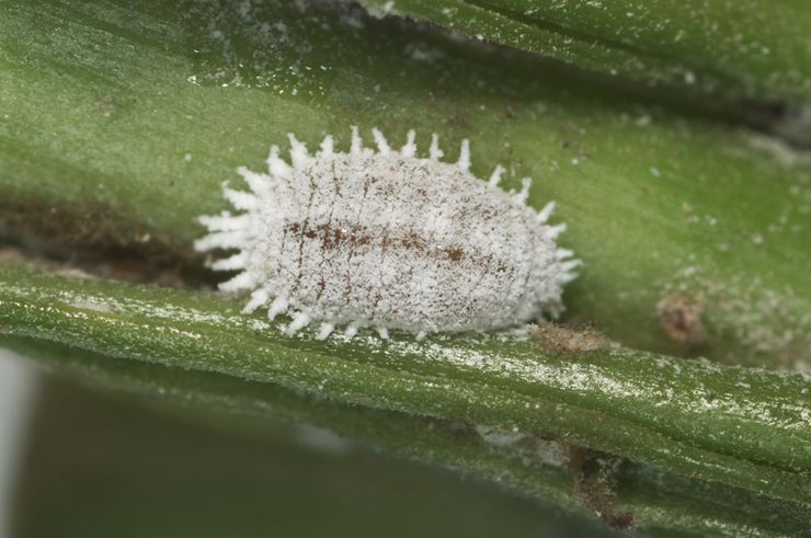 Cochenille du raisin