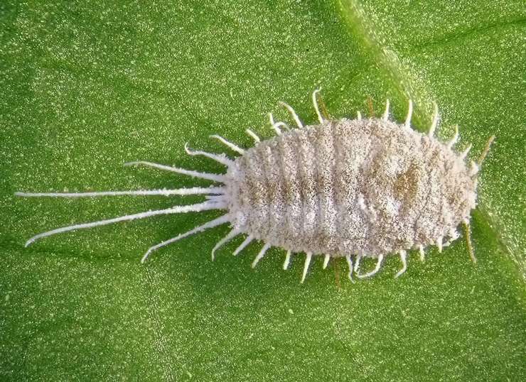 Cochenille farineuse