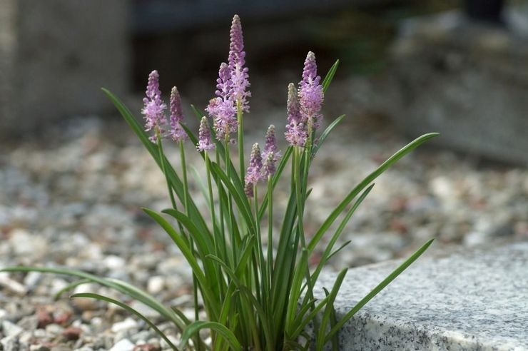 Échafaudage chinois (forage)