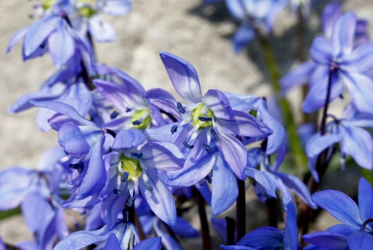 Sous-espèce caucasienne de coléoptère de Sibérie