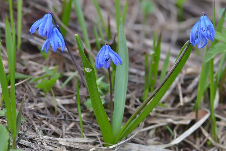 Sous-espèce sibérienne de coléoptère de Sibérie