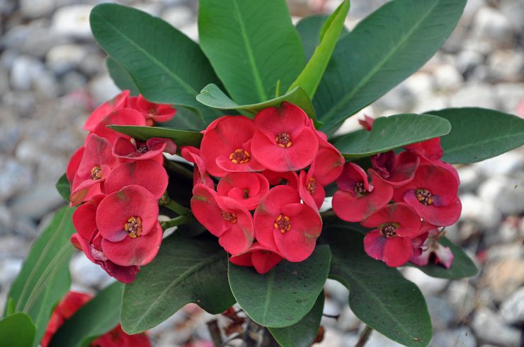 Euphorbia Mil