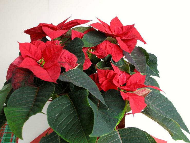 Euphorbia est le plus beau ou poinsettia