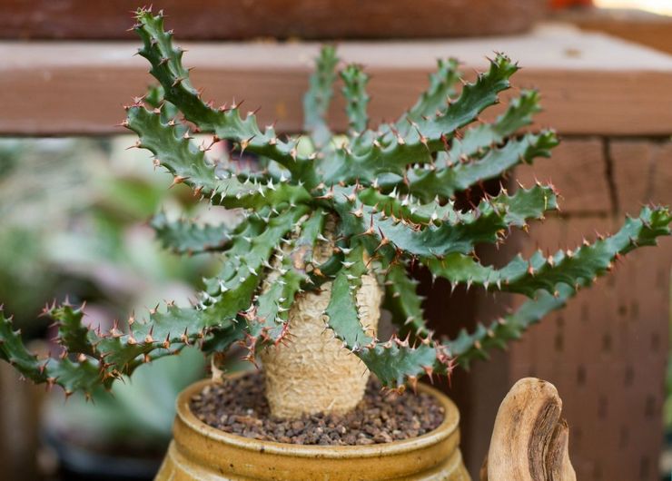 Euphorbia succulente