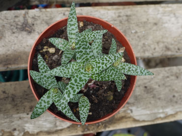 Sol pour la culture de la ledeburia