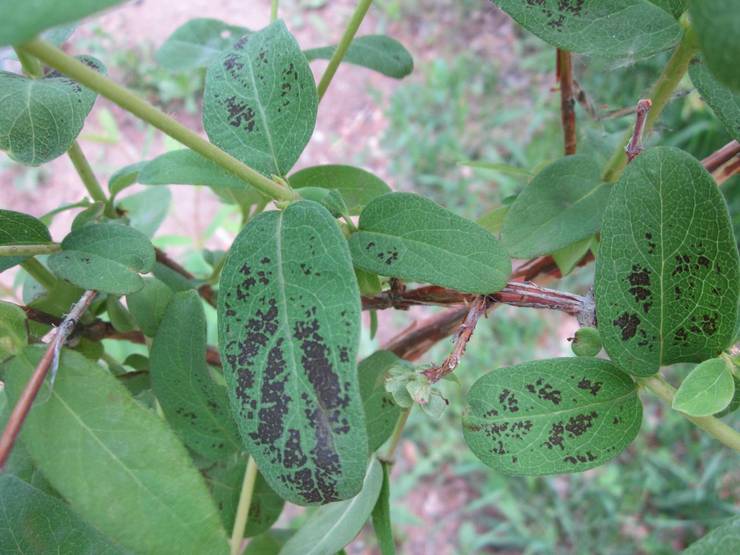 Maladies du chèvrefeuille