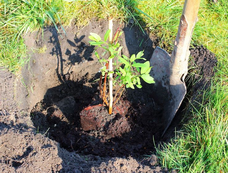 Planter du chèvrefeuille à l'extérieur