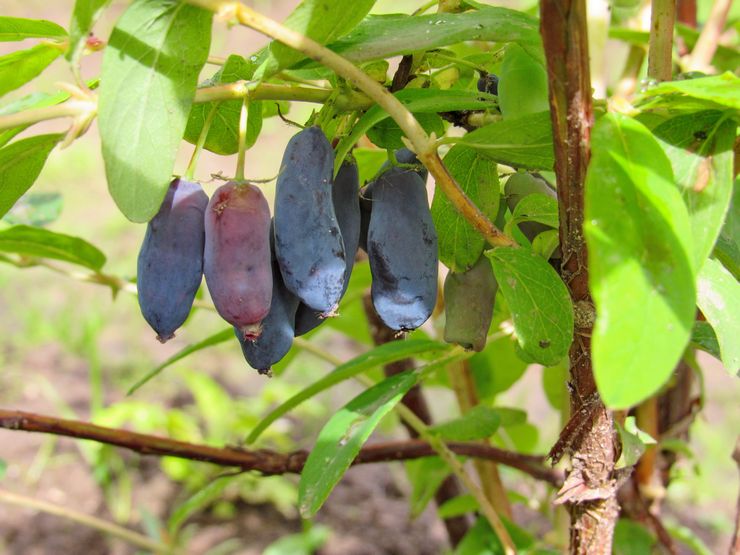 Variétés précoces de chèvrefeuille