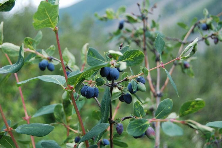 Variétés de chèvrefeuille